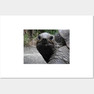 Aldabra Giant Tortoise Posters and Art